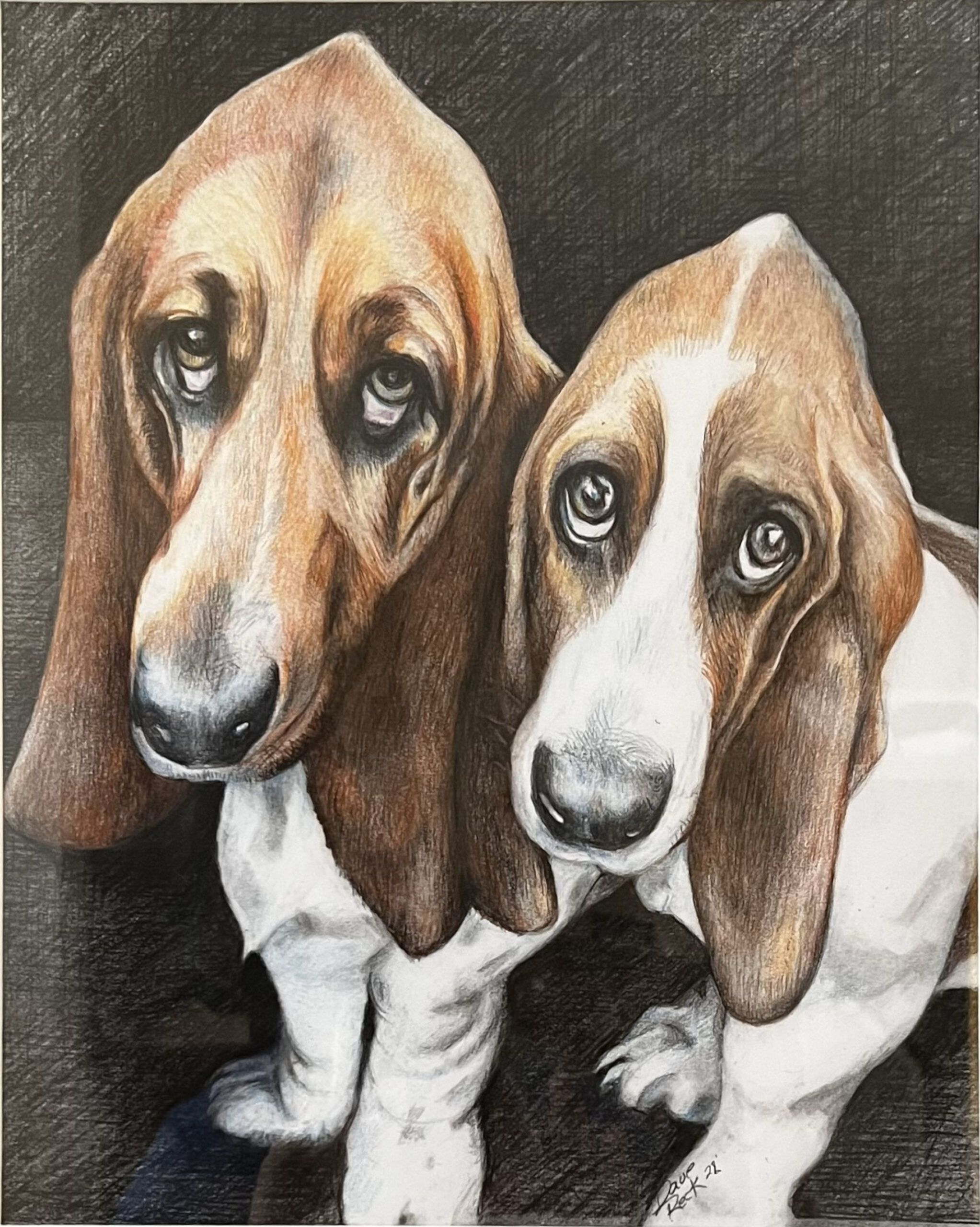 Basset Hounds
