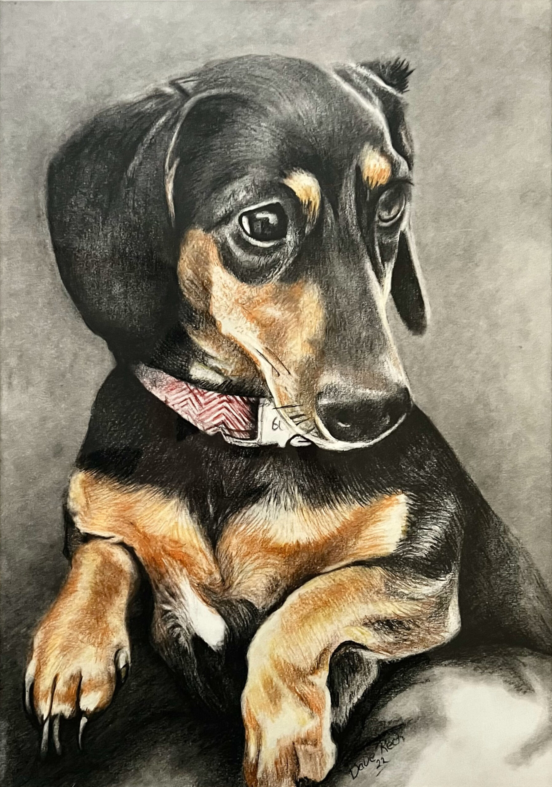 Dachsund