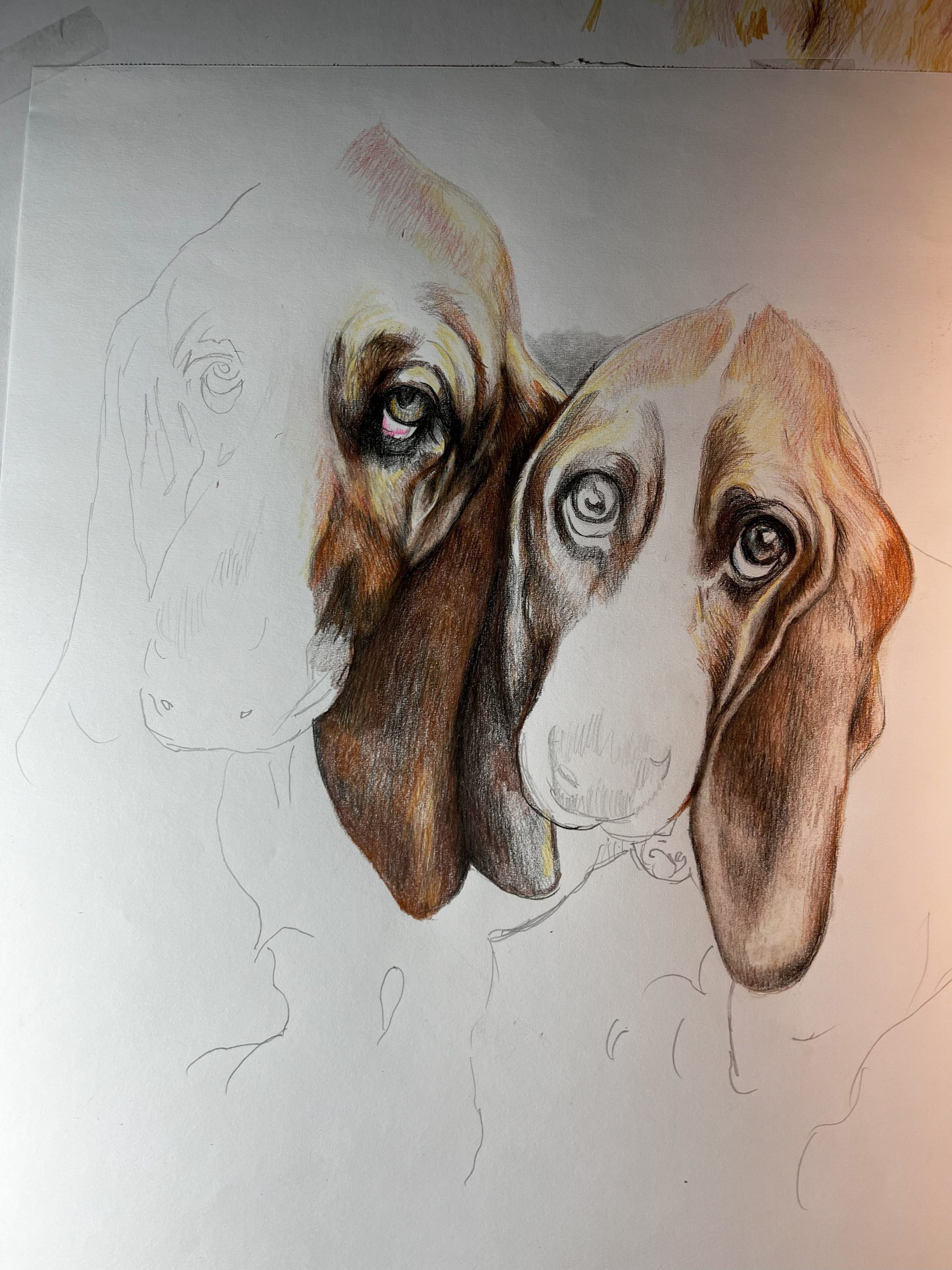 Bassets – Study
